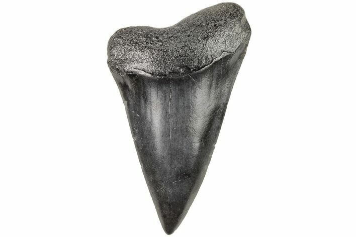 Fossil Broad-Toothed Mako Tooth - South Carolina #204769